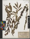 Foto von Salix purpurea L.